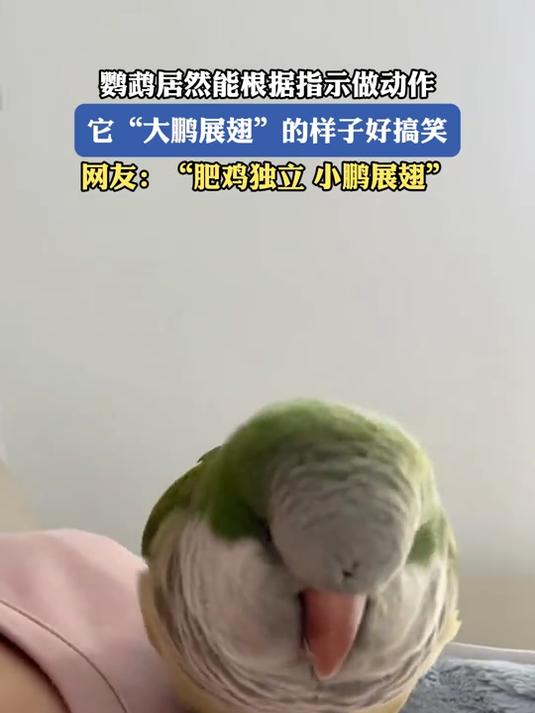 鹦鹉居然能根据指示做动作,它“大鹏展翅”的样子好搞笑