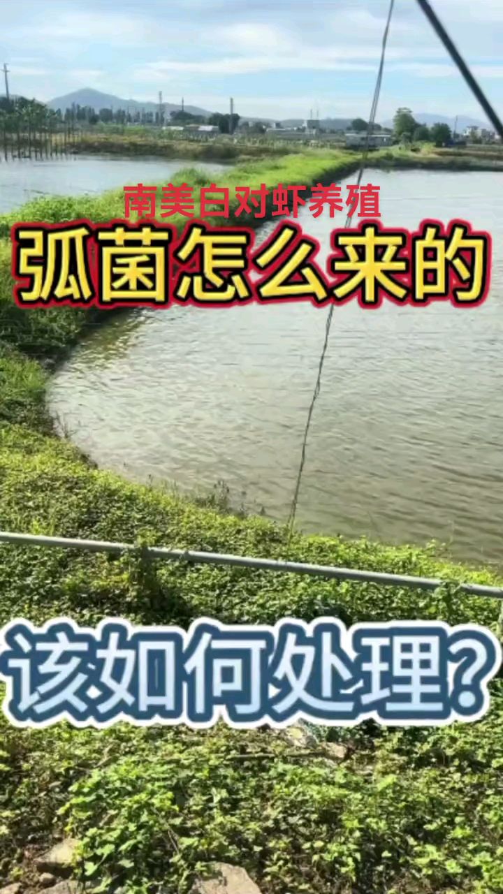 @虾多多 弧菌怎么来的?#南美白对虾养殖#工厂化养虾 #养虾人 #土塘养虾#虾姐水产养殖