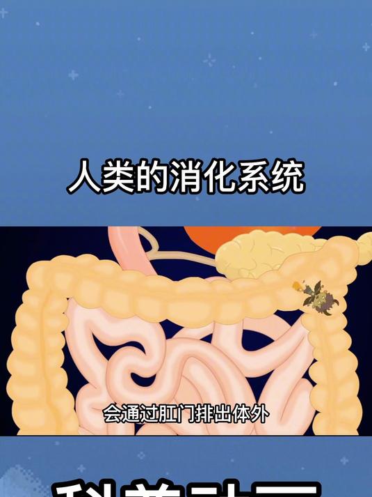 科普小知识:人类的消化系统
