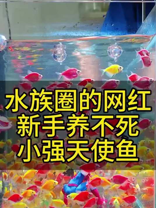 新手养天使鱼秘籍 鱼缸变童话世界 水族圈必备