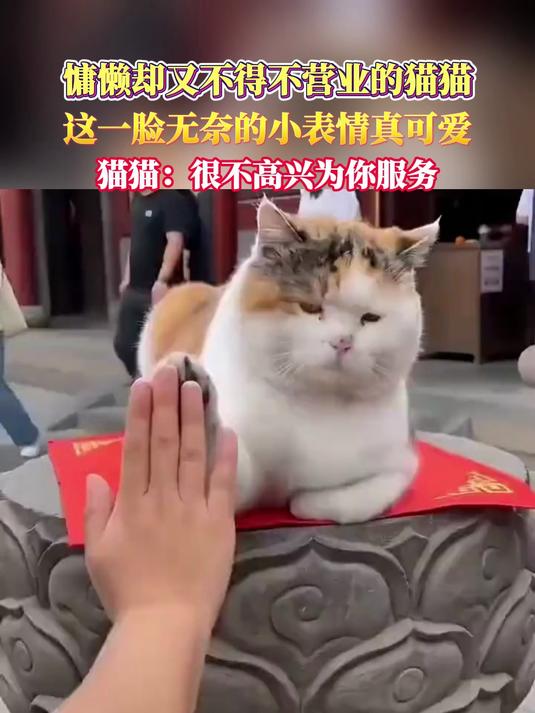 慵懒却又不得不营业的猫猫这一脸无奈的小表情真可爱猫猫：很不高兴为你服务