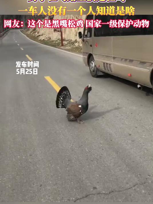 男子在马路上偶遇怪鸟,一车人没有一个人知道是啥,网友:这个是黑嘴松鸡 国家一级保护动物