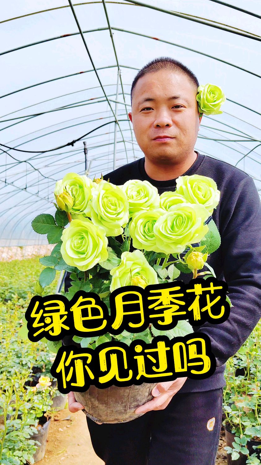 绿色月季花你见过吗