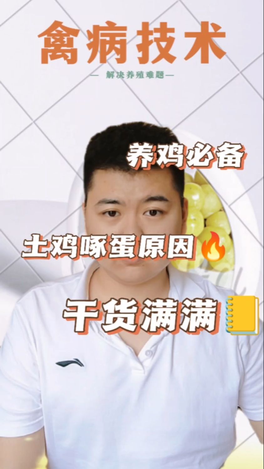 土鸡啄蛋的原因有哪些鸡子啄蛋是什么回事鸡为什么要啄自己下的蛋