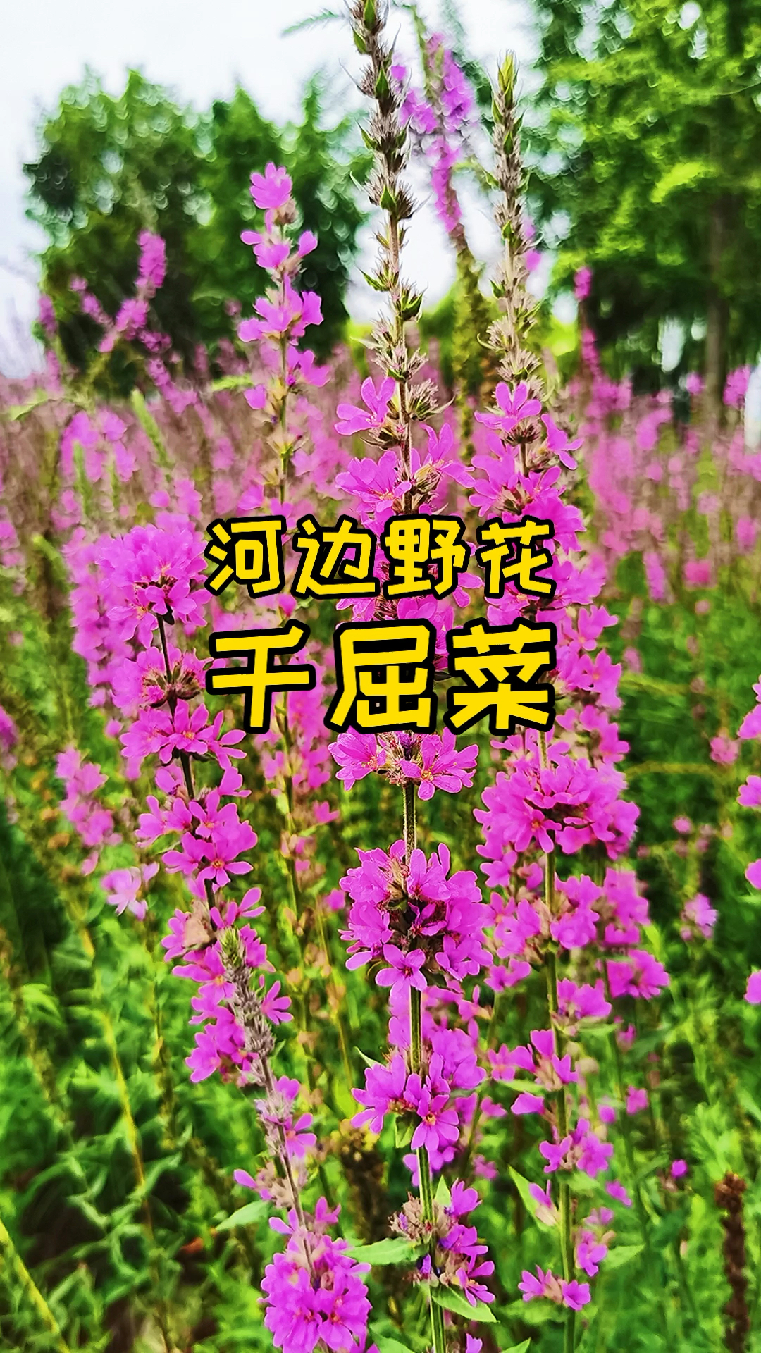 河边野花千屈菜