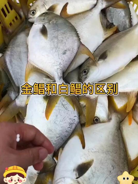 老渔民推荐!野生深海鲳鱼,鲜味比养殖更浓郁