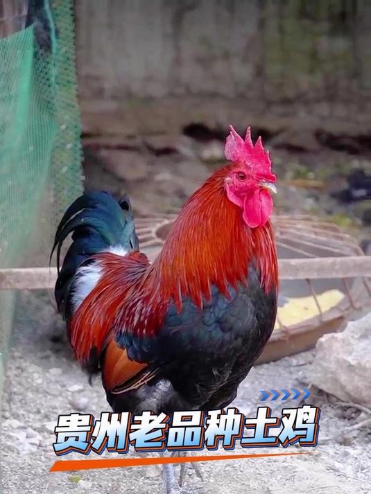 贵州老品种土鸡 黄金五彩 大家帮忙看看 这3个颜色那个好看