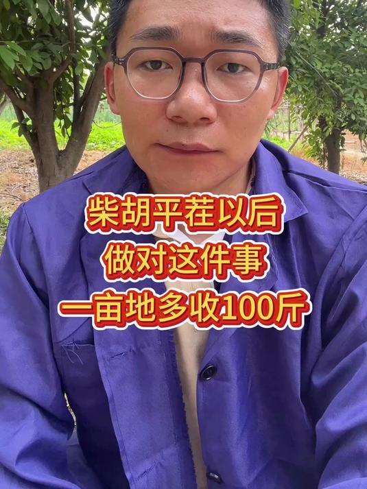 柴胡平茬后做对这件事一亩地多收100斤#药材种植##种药材##柴胡种植##柴胡种植管理#
