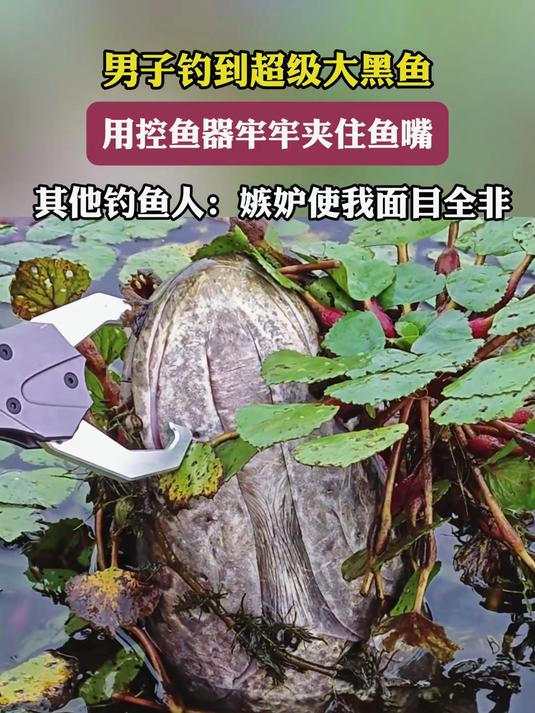 男子钓到超级大黑鱼,用控鱼器牢牢夹住鱼嘴