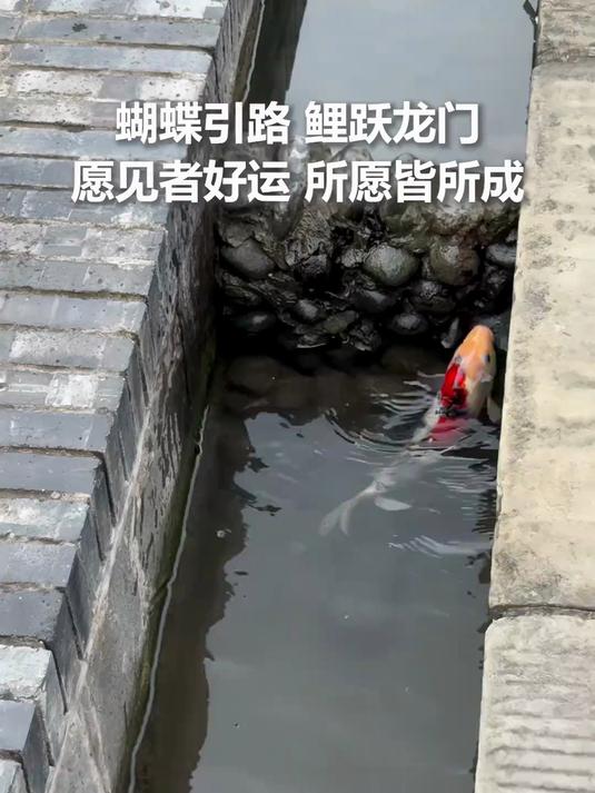 蝴蝶引路,鲤鱼跳龙门