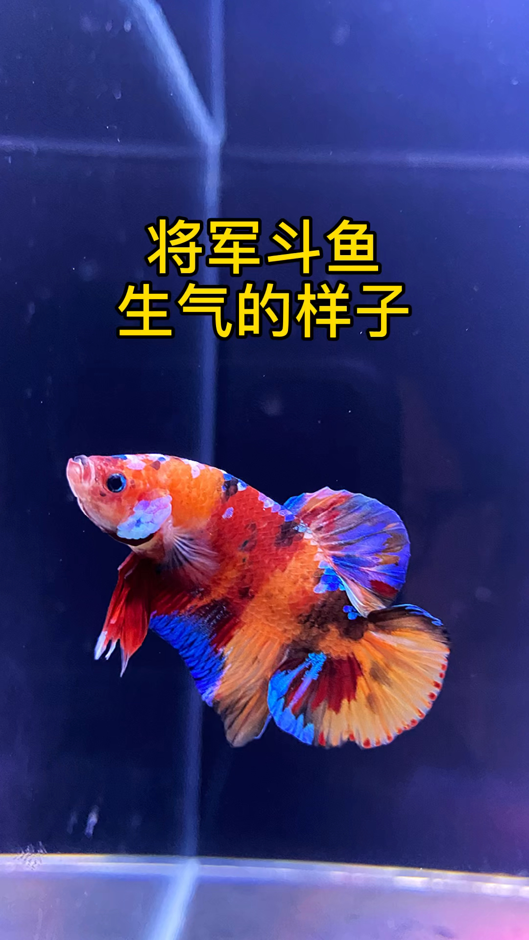 将军斗鱼生气的样子,好酷