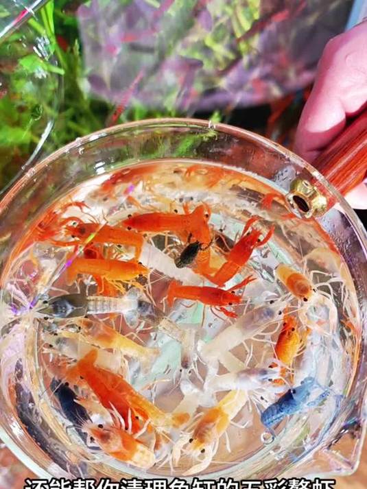 五彩鳌虾清理鱼缸藻质,工具鱼让你解放双手!