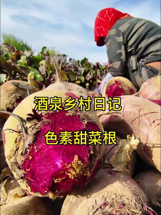 甜菜根新鲜红菜头红心萝卜红甜菜红根菜沙拉西餐健身蔬菜