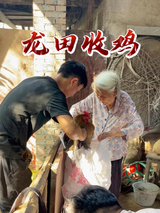 收下土鸡,92岁奶奶笑了!这份来自白花坳的温暖,我想传递给你