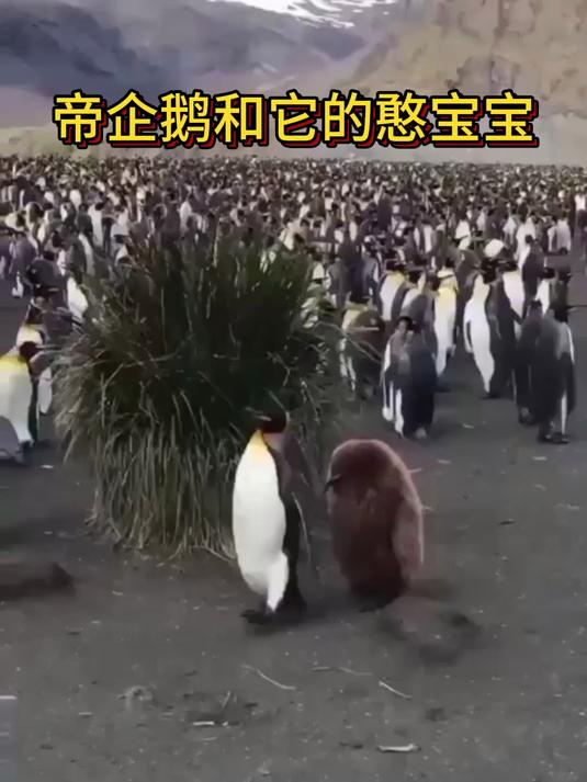帝企鹅和它的憨宝宝,区别好大啊!