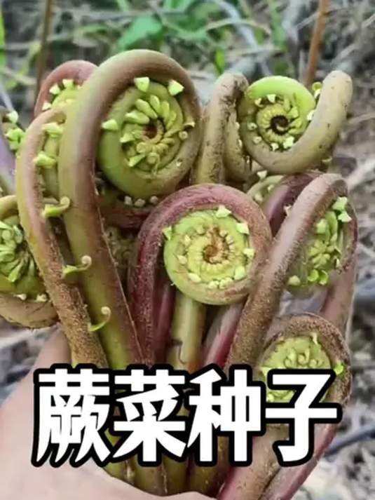 蕨菜种子:舌尖美食,冷热皆可,种植轻松到处长
