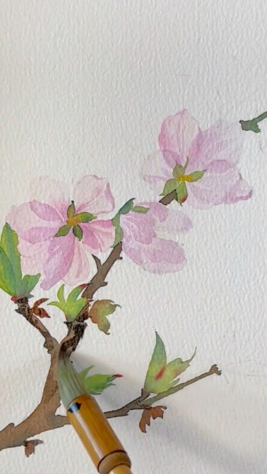 水彩桃花绘画过程分享