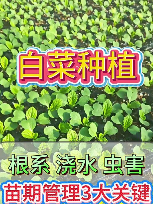 白菜苗期管理3大关键,根系、浇水和虫害控制,你掌握了吗?