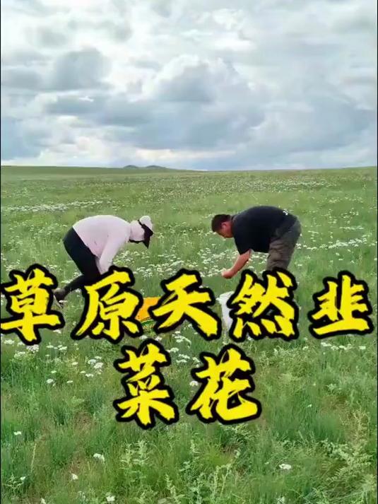 今天去踩点野生韭菜花，大草原的馈赠，满山遍野都是