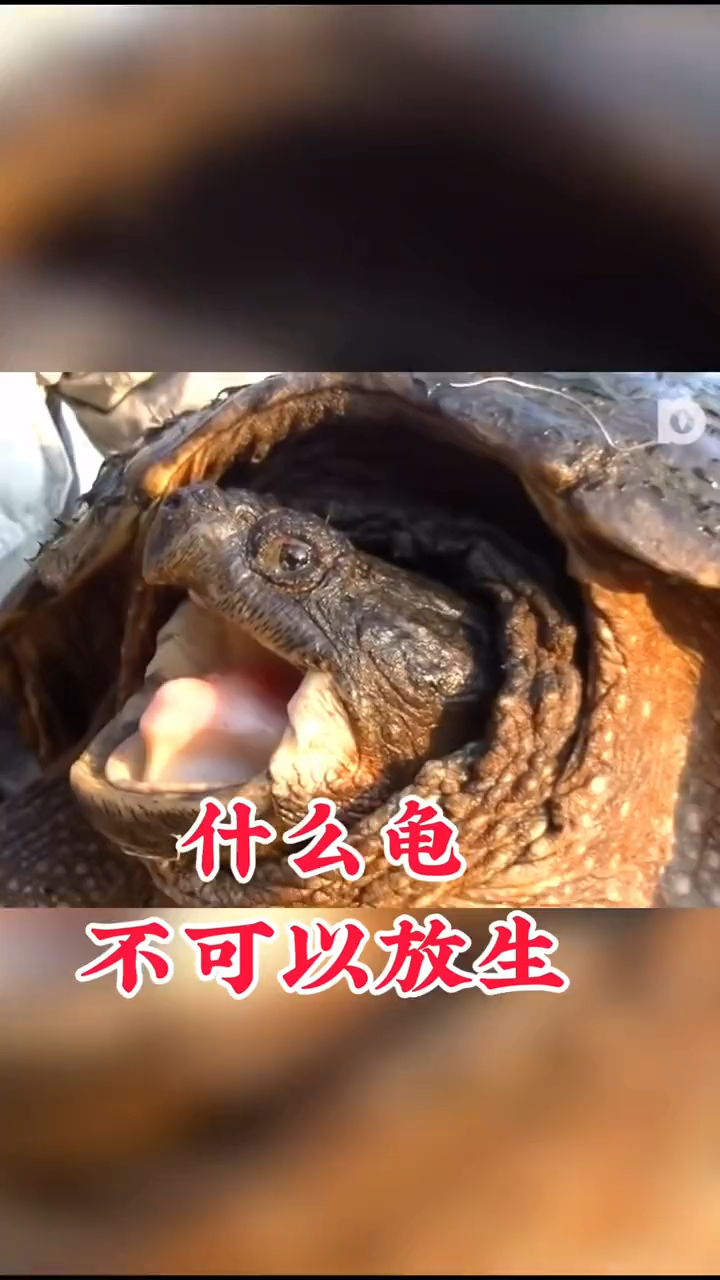 什么龟不可以放生?今天我们讲一下放生乌龟应该遵循的两大原则