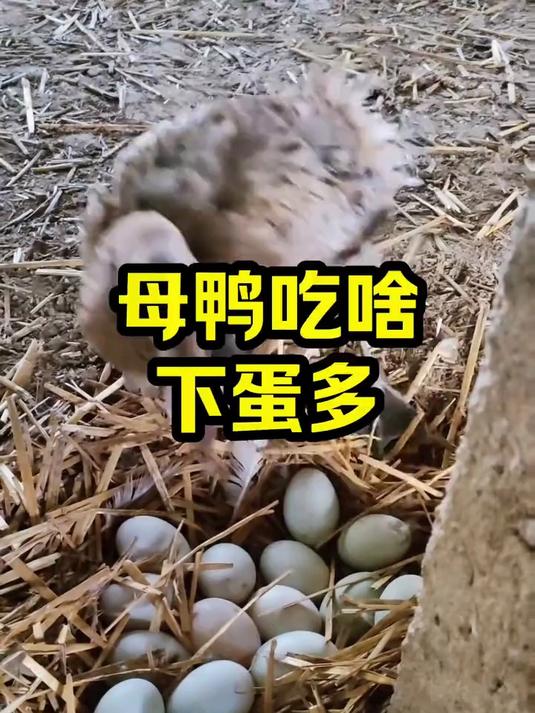 母鸭吃啥下蛋多