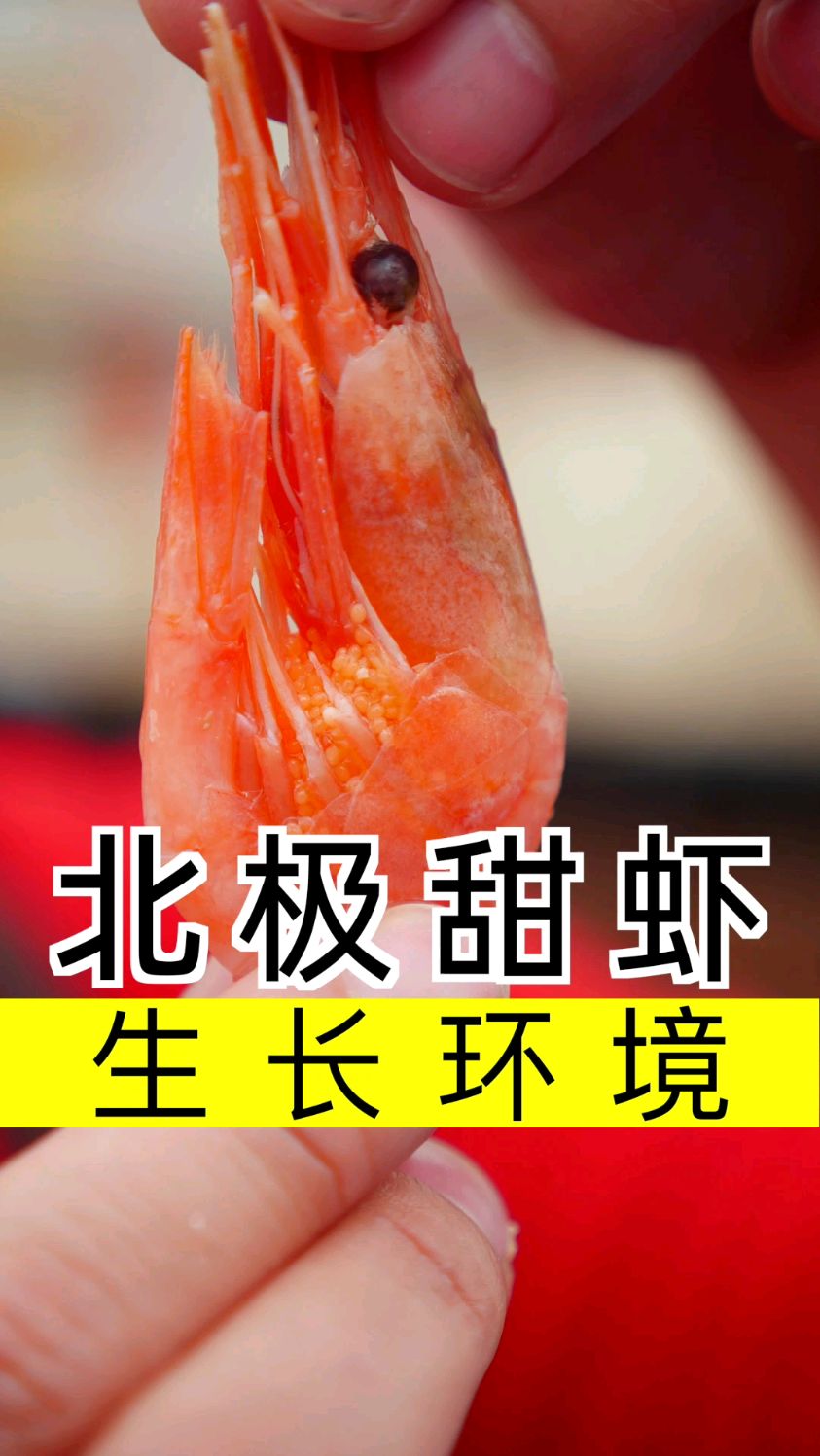 北极甜虾为什么解冻就可以吃呢?