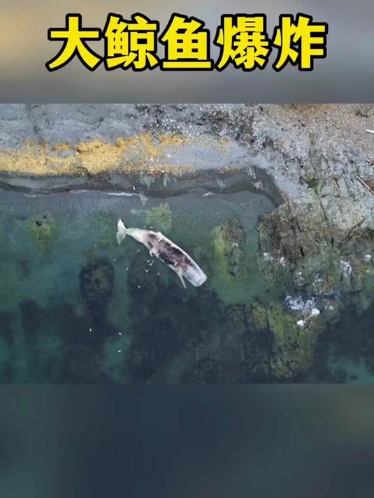 这是一头即将发生爆炸的鲸鱼尸体,饥饿的北极熊居然要将其吃下