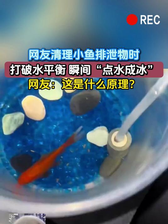 网友清理小鱼排泄物时,打破水平衡 瞬间“点水成冰”,网友:这是什么原理?