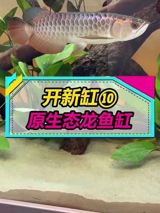 红龙鱼养在冰箱里了，开一个原生态龙鱼缸养金龙鱼！