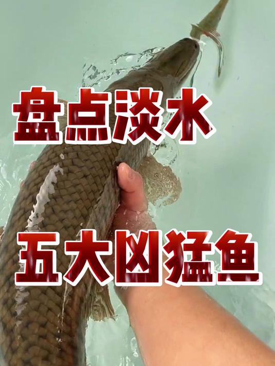 盘点淡水五大凶猛鱼