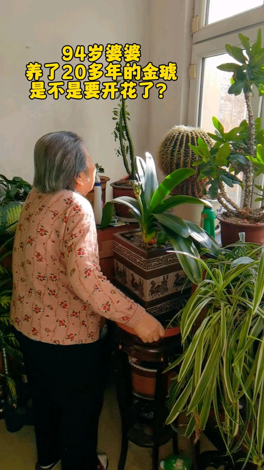 94岁婆婆养了20多年的金琥是不是要开花了,大家来看看