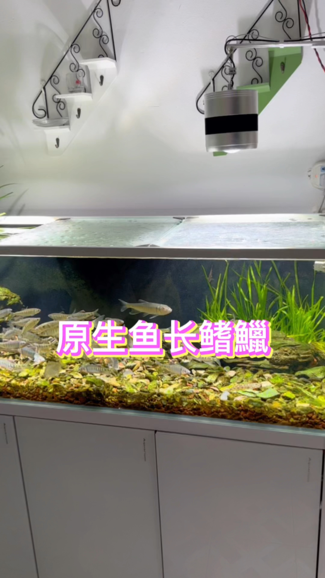 号称必养的原生鱼,就是很多人所熟悉的长鳍鱲#水族 #鱼缸里的大自然 #原生鱼