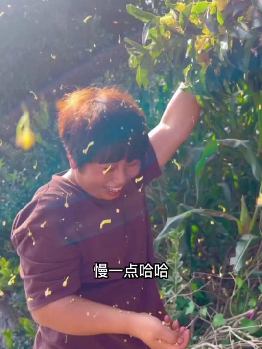 摘点桂花回去做桂花糕