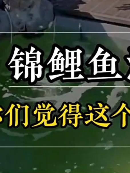 锦鲤鱼池施工,您觉得这个工程多少钱