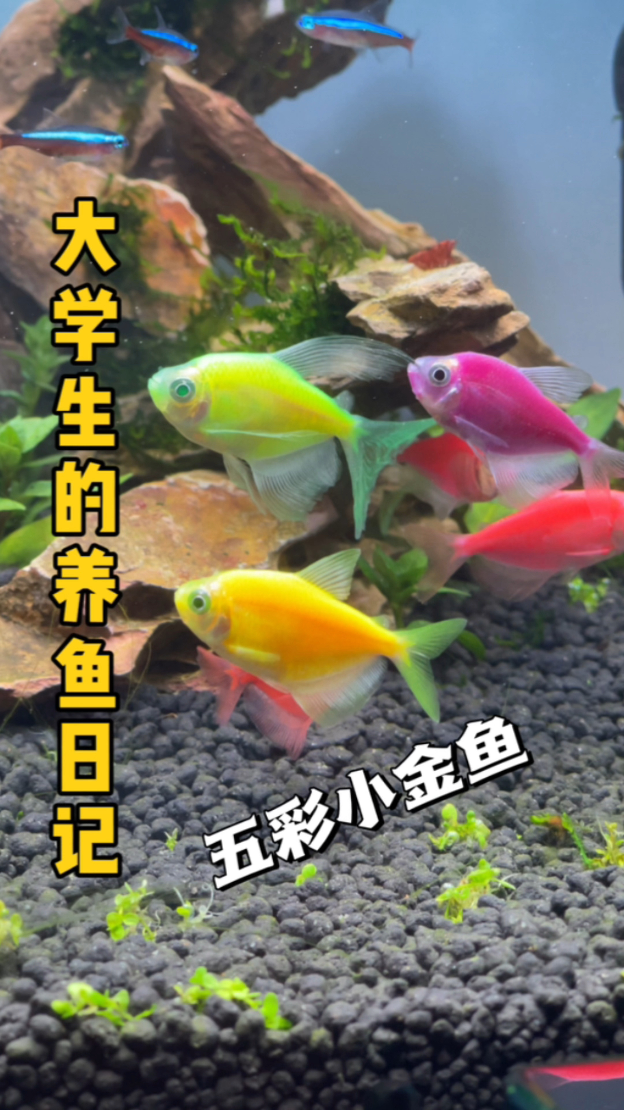 五颜六色的小鱼小虾,这也太好看了吧
