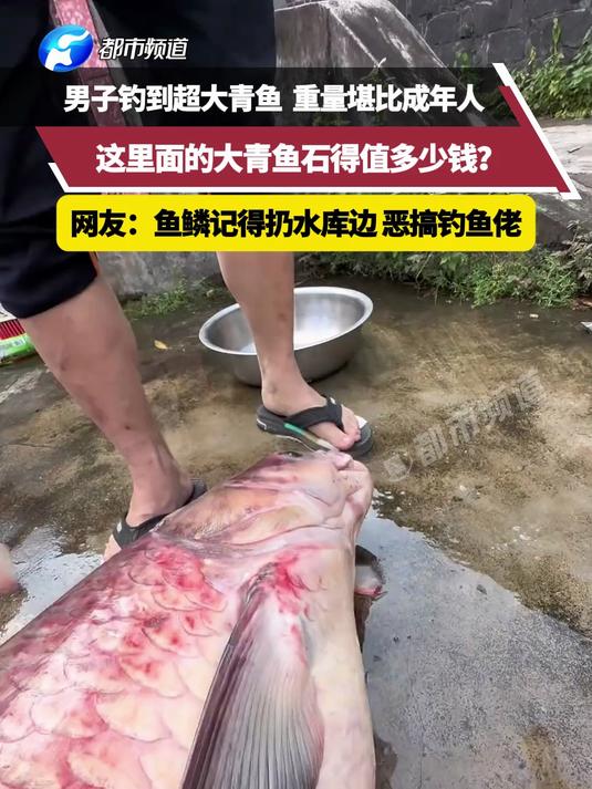 男子钓到超大青鱼体重堪比成年人,这里面的大青鱼石得值多少钱?网友:鱼鳞记得扔水库边 恶搞钓