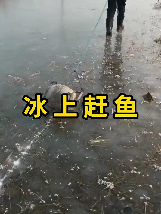 冰上赶鱼,这是一种传统的冬捕技巧!