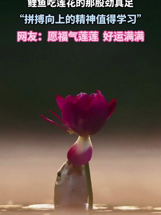鲤鱼吃莲花的那股劲真足,拼搏向上的精神值得学习,愿好运满满
