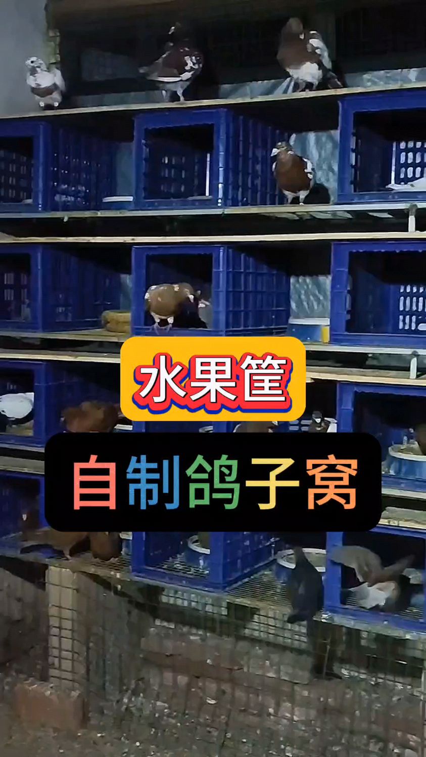 水果筐自制鸽子窝!