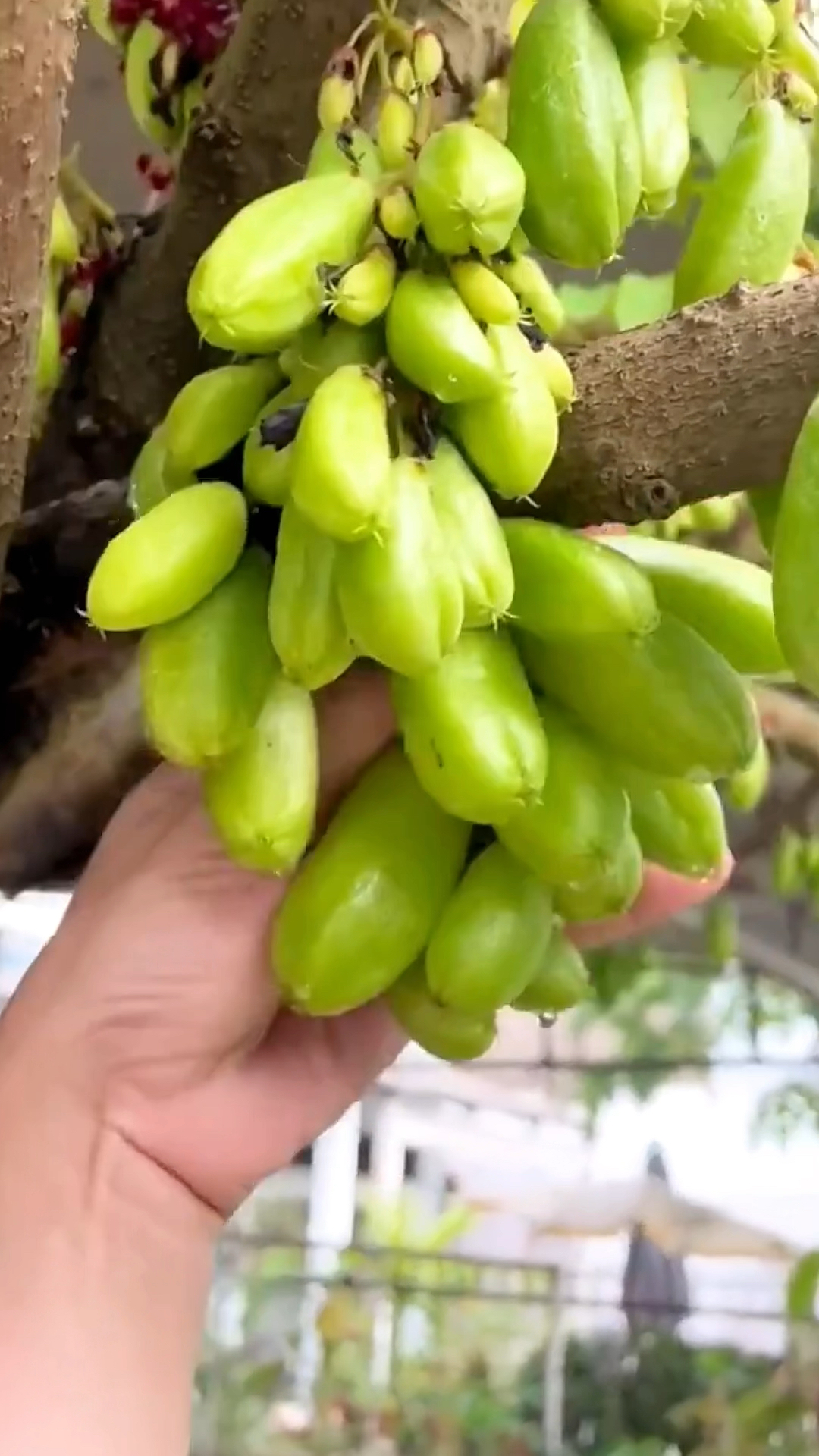 来自七彩云南的水果,原来水果还可以这样吃