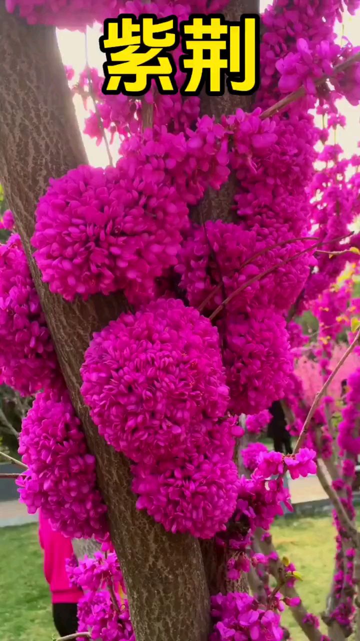 家里种棵紫荆花,寓意家庭和美它耐寒耐热不挑环境#紫荆花#阳台小院均可种植