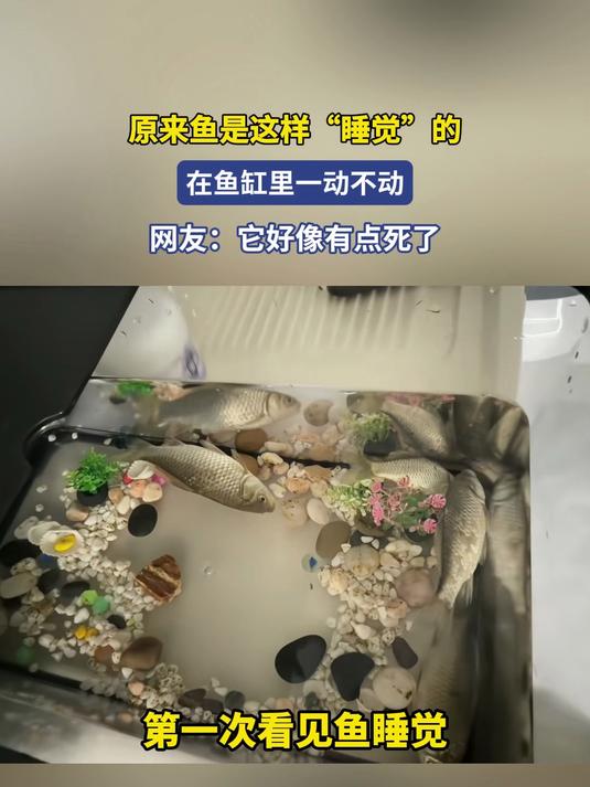 原来鱼是这样“睡觉”的,在鱼缸里一动不动