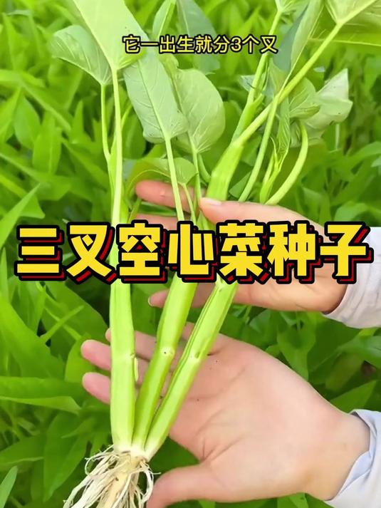 他不是普通的空心菜,他是三个叉的空心菜,种植简单