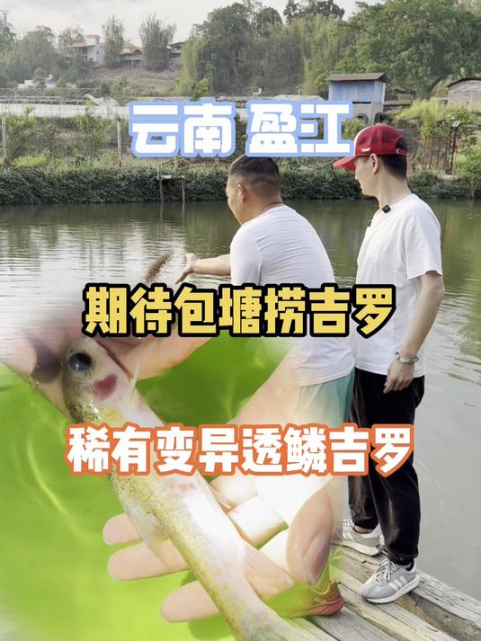 云南再现变异透鳞吉罗,你们说是不是大冤种?下一步准备抽水包塘