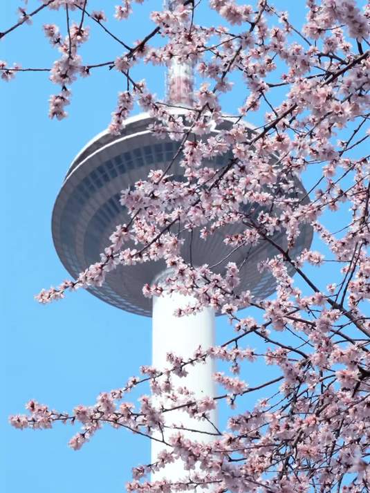 沈阳人自己的手机动态壁纸 满屏春天愿你一路繁花 沈阳景点推荐