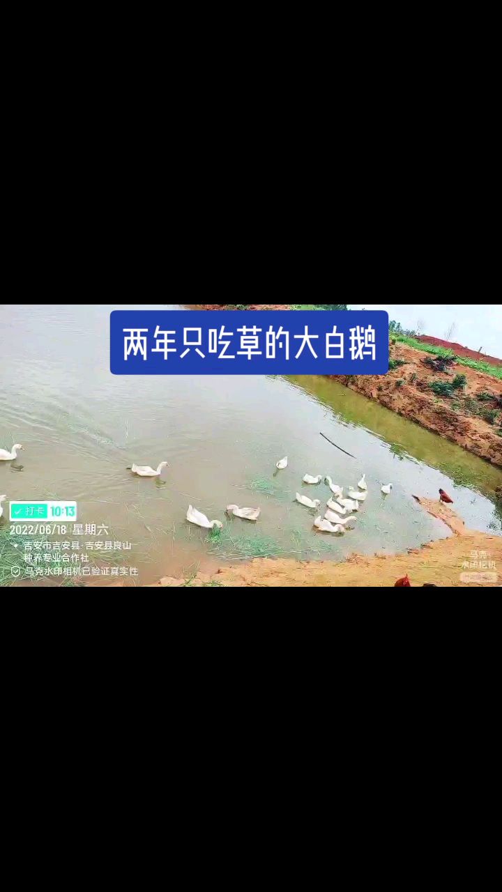 生态大白鹅的幸福生活