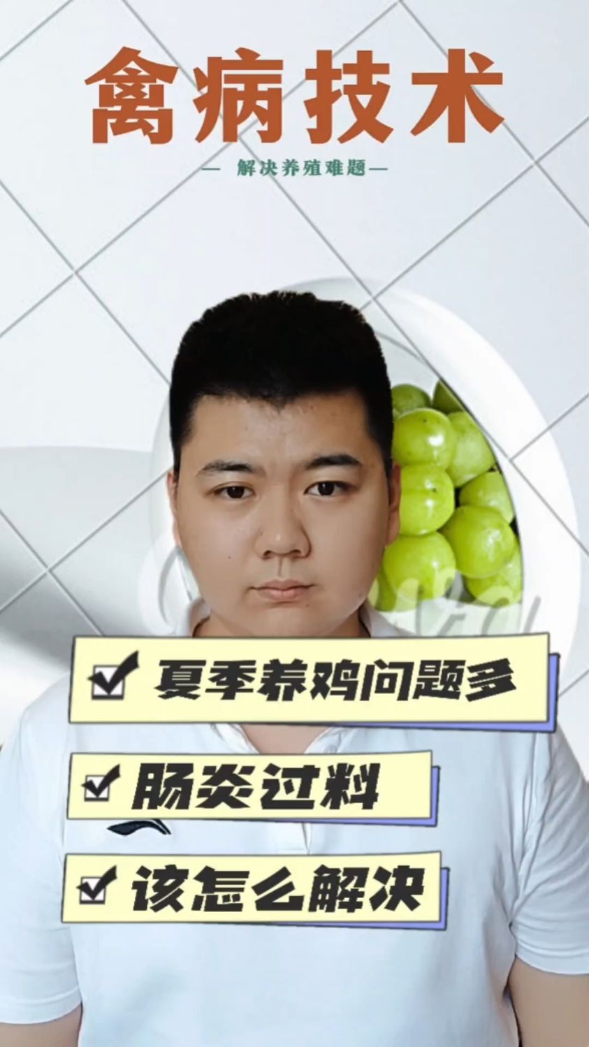 #小鸡得肠炎用什么鸡得了肠炎用什么鸡肠炎的症状与解决方法鸡有肠炎的症状表现