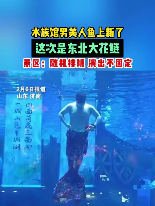水族馆男美人鱼上新了!这次是东北大花鲢,景区:随机排班 演出不固定