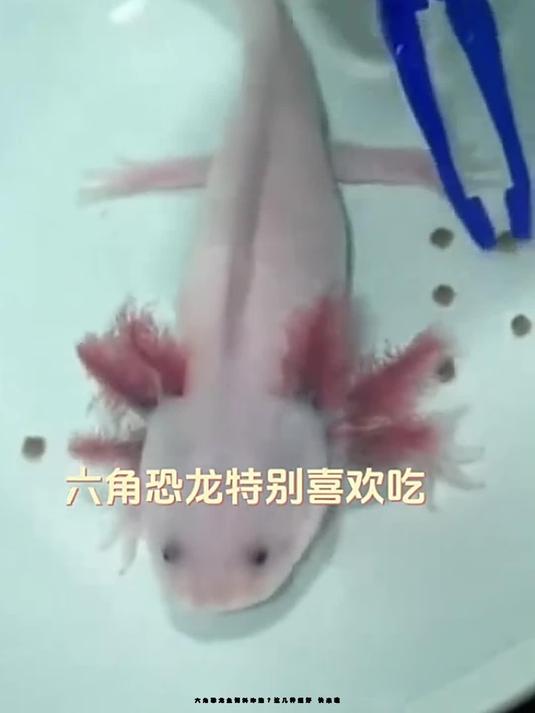 六角恐龙鱼饲料咋选?这几种超好 快来瞧!