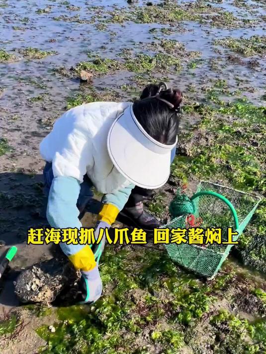 136. 带你们看看，赶海现抓的长腿八爪鱼，回家立马给酱焖上